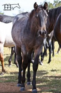 Plenty Dinero's 2021 Roan Colt